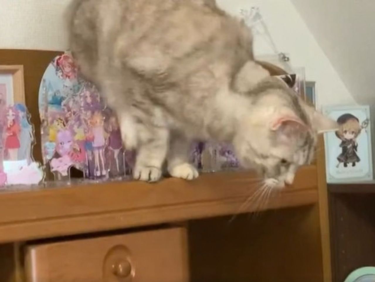 アクリルスタンドが並ぶ棚の上からジャンプする猫