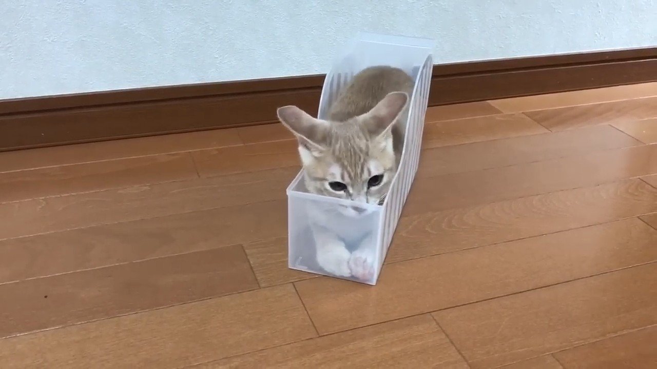 ケースに入っている猫