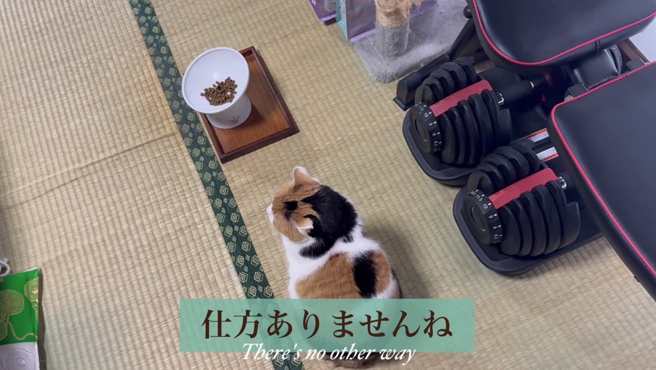 観念した飼い主さん