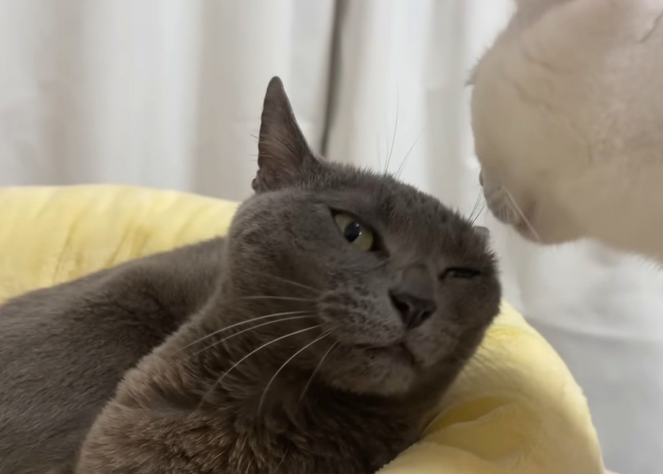 目を細めるグレー猫