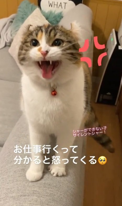 怒る猫