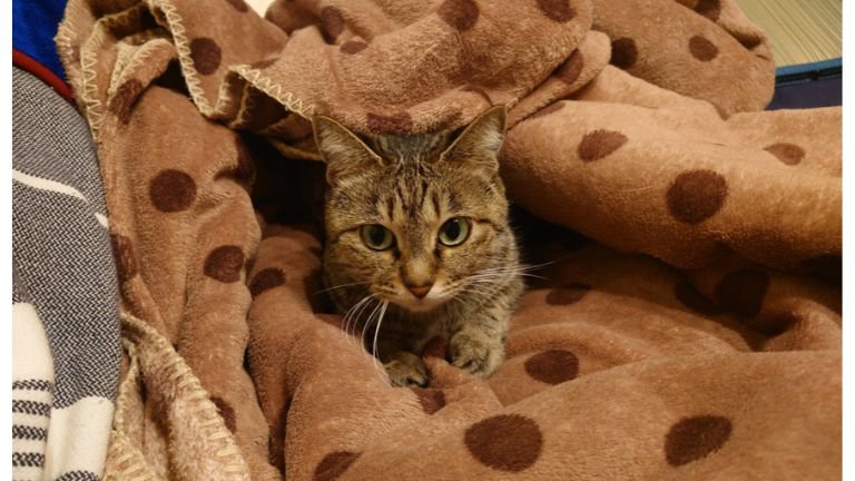 ブランケットでくつろぐ猫