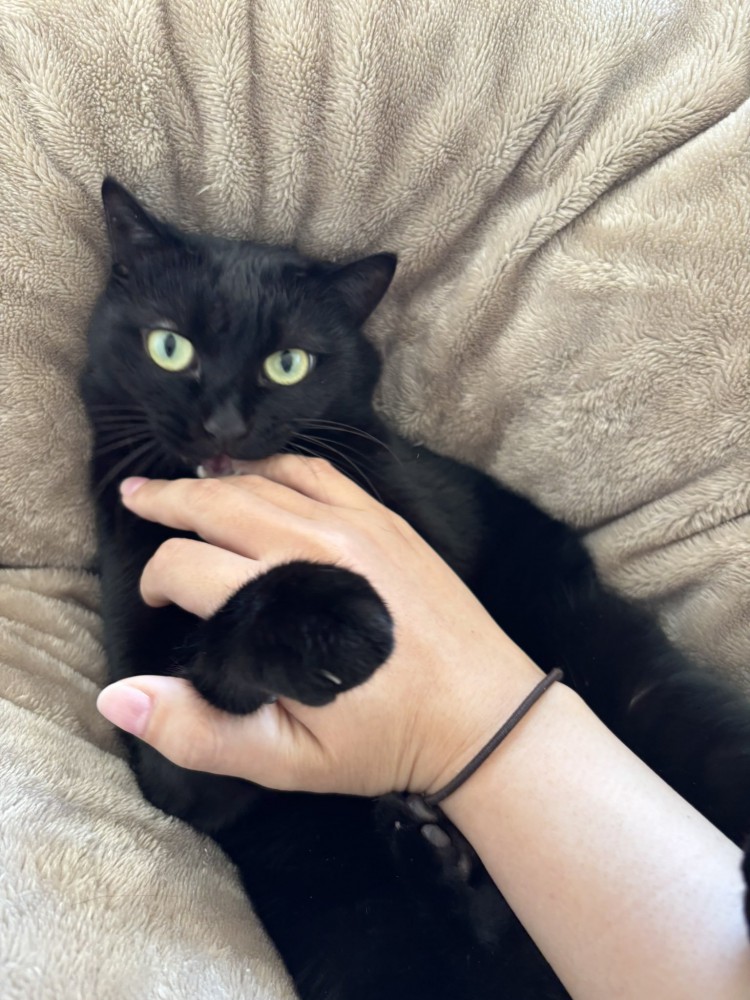 人の手を噛む猫