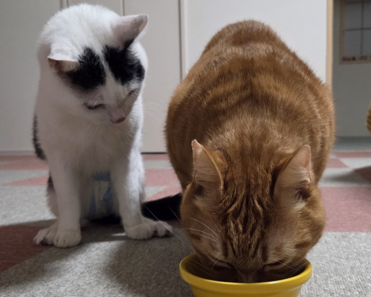 茶色の猫がご飯を食べている横で座る猫