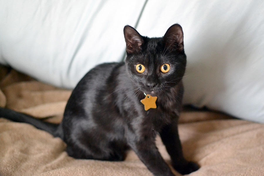 猫にGPS付き首輪つけるメリット！使用する際の注意点からおすすめ商品の紹介まで