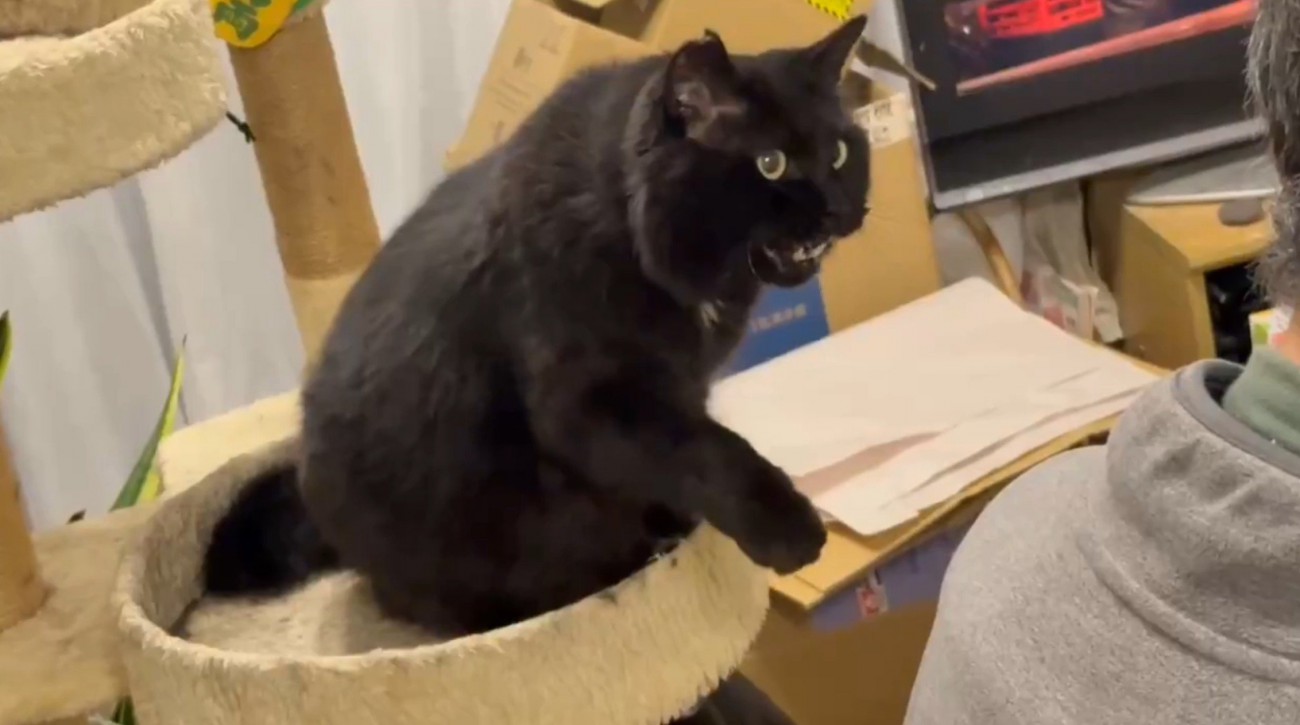 右手を上げて鳴く猫