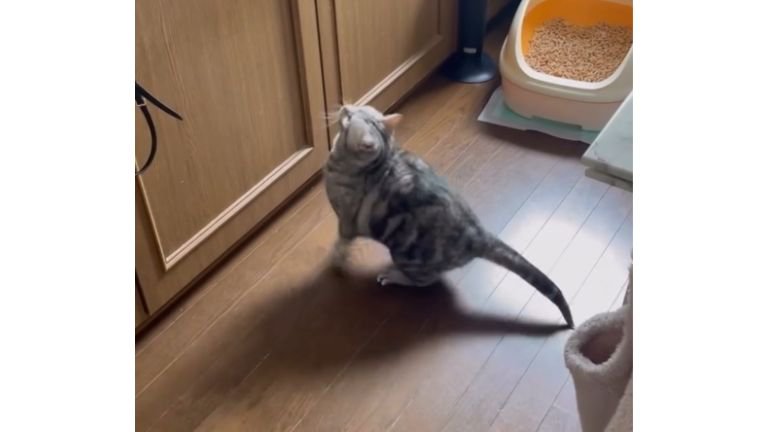 棚の前にいる猫