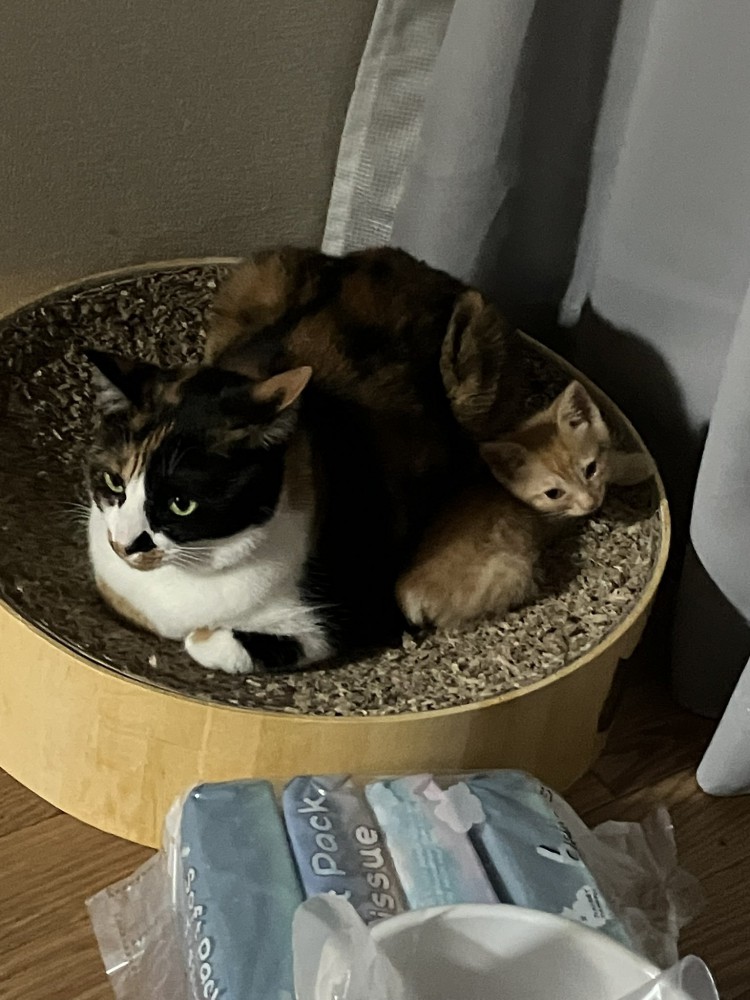 一緒に眠る猫