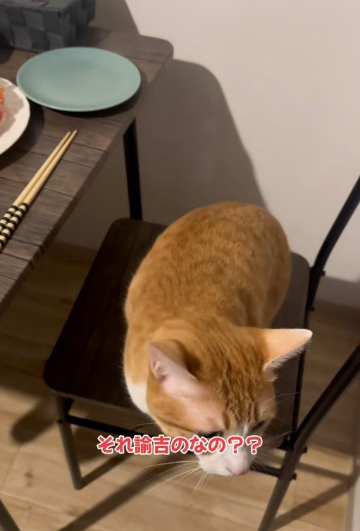 椅子の上で鳴いている猫