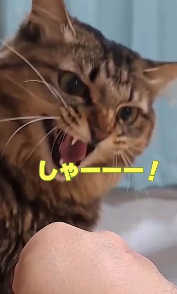 威嚇する猫