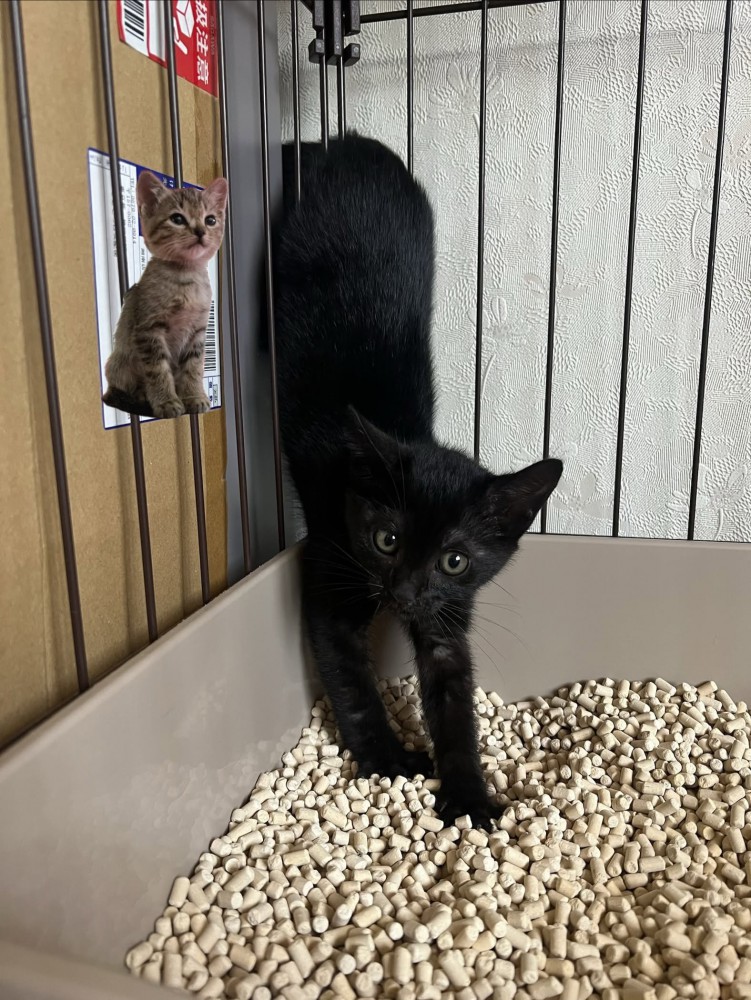 逆立ちする子猫