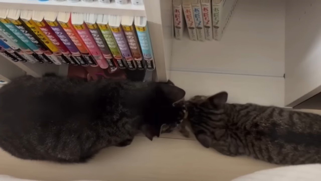 鼻同士をつけてご挨拶