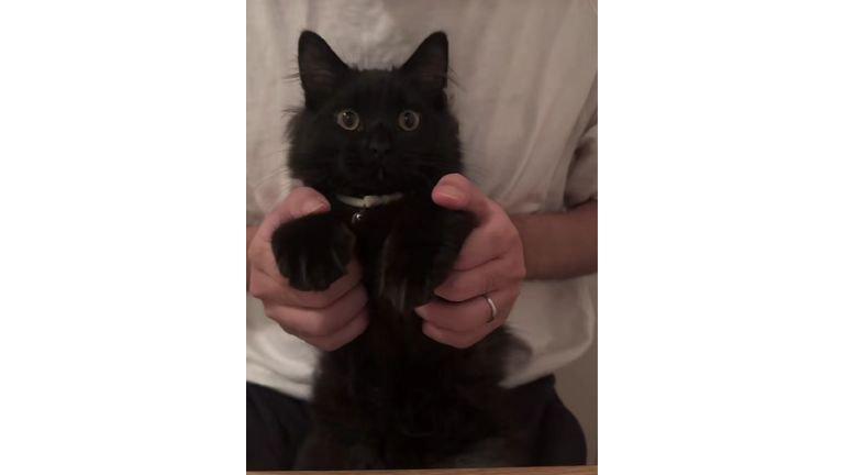 抱っこされている猫