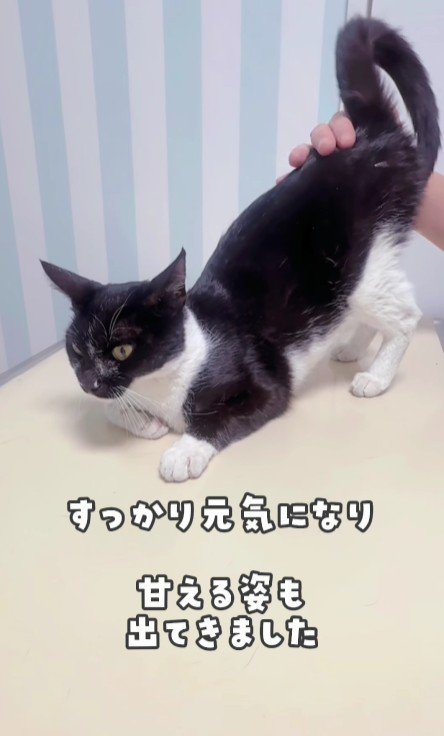 おしりを上げる白黒猫