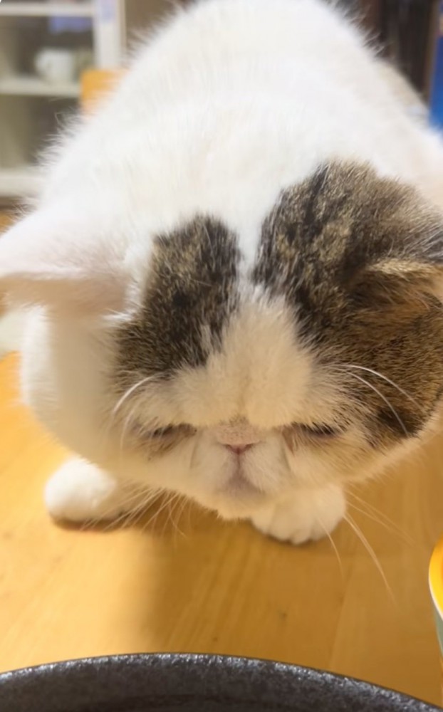覗き込む猫2