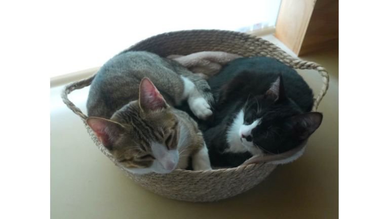 身を寄せ合っている猫たち