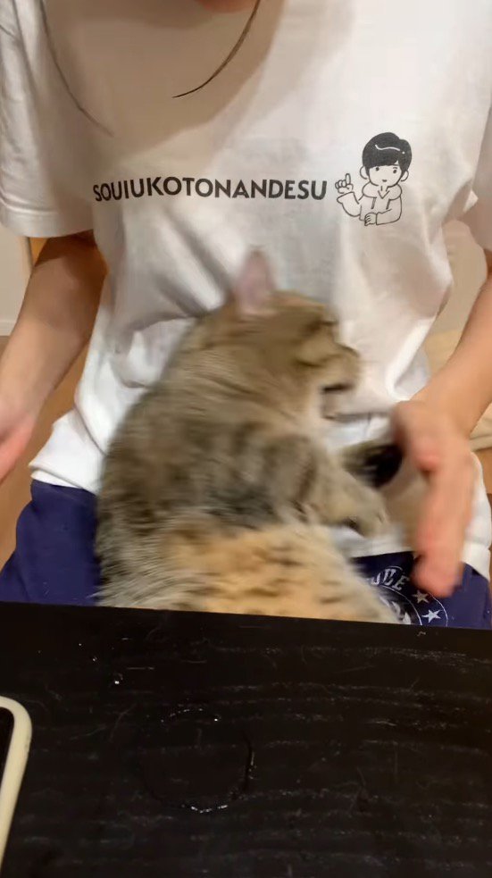 女性の手に向かって口を開ける猫