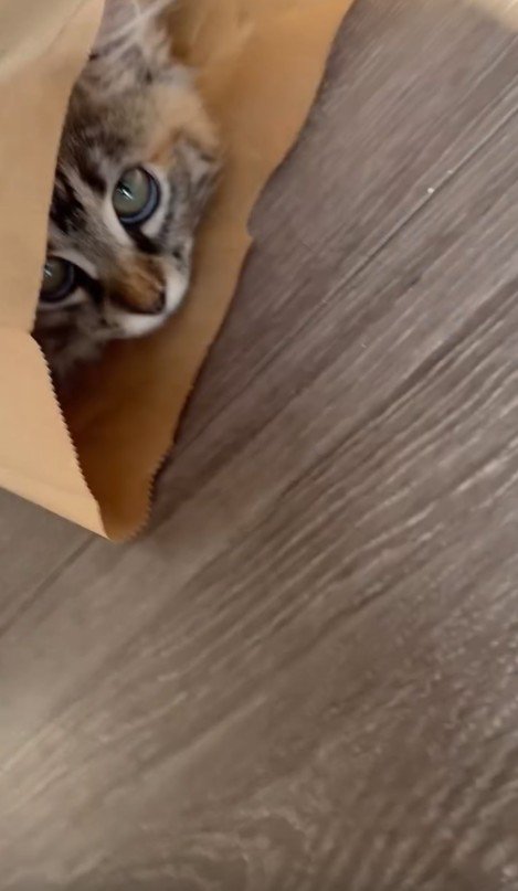 紙袋に入った猫