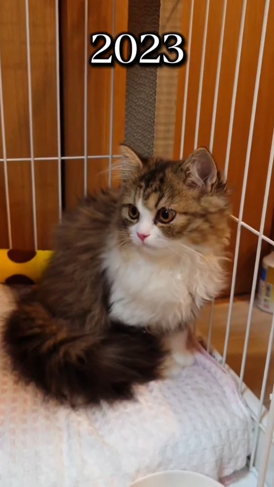 ケージの中に入っている子猫