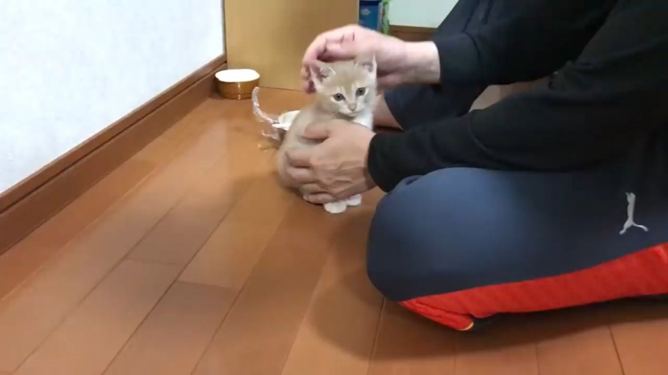 飼い主に撫でられている子猫
