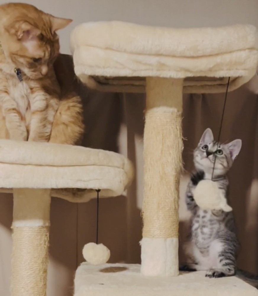 遊ぶ子猫を見る成猫