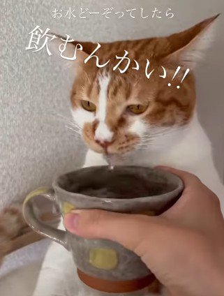 無表情で水を飲む猫