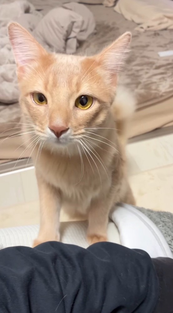 身を乗り出して飼い主の顔を見つめる猫