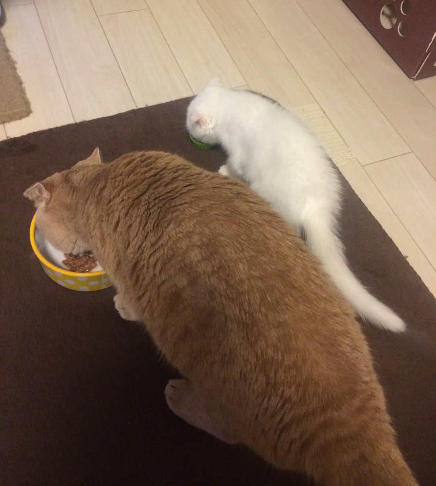 隣に並んでそれぞれごはんを食べる白い子猫と茶トラ猫