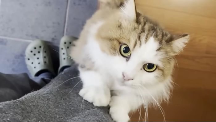 ひっつく猫