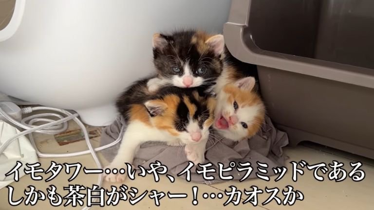 寄り添う子猫たち