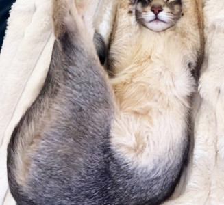 毛布の上で眠るアビシニアン