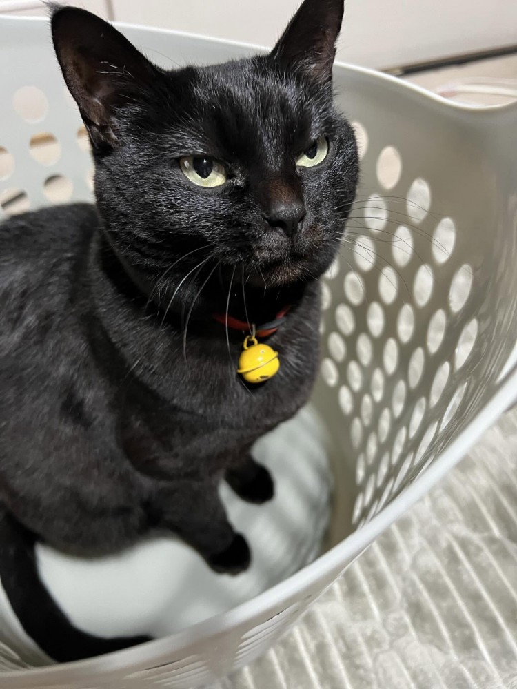 かごの中にいる猫