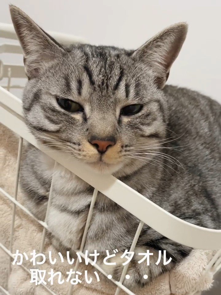タオルの上に座る猫