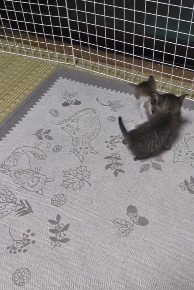 猫に手を伸ばす猫