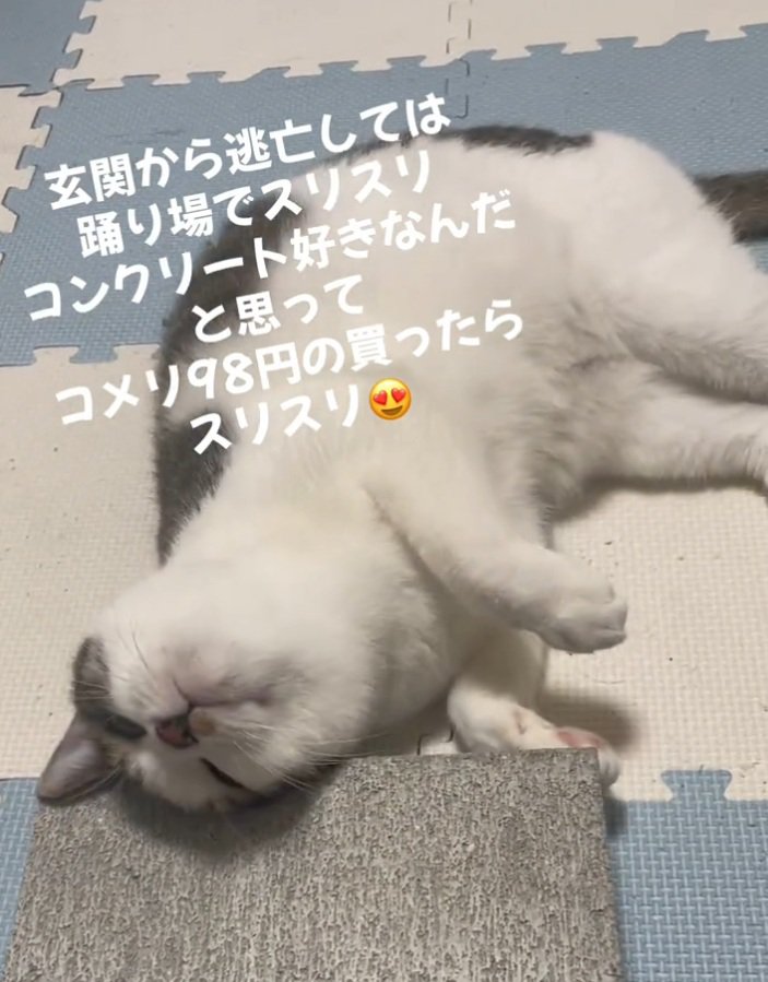 上を向く猫