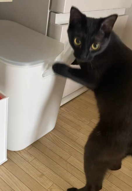 飼い主に呼ばれてふりむく黒猫
