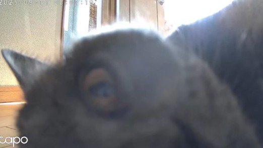 ペットカメラを見つめ続ける猫