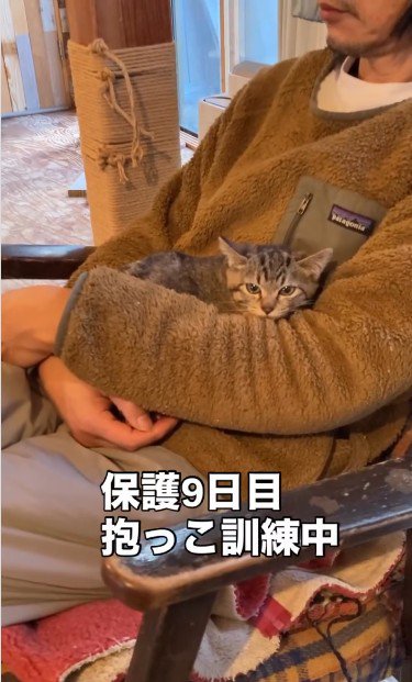人に抱かれている子猫