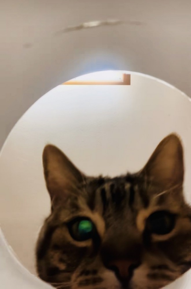 容器の中のおやつを見るアメリカンショートヘア