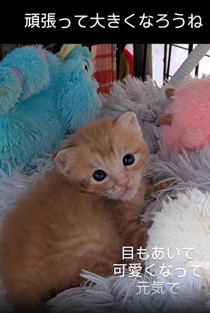 カメラ目線の子猫