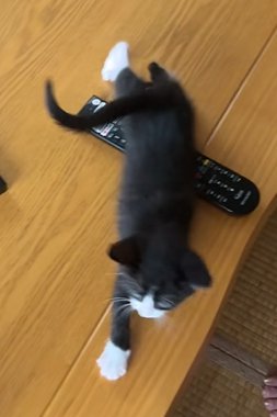 足を伸ばして歩く猫