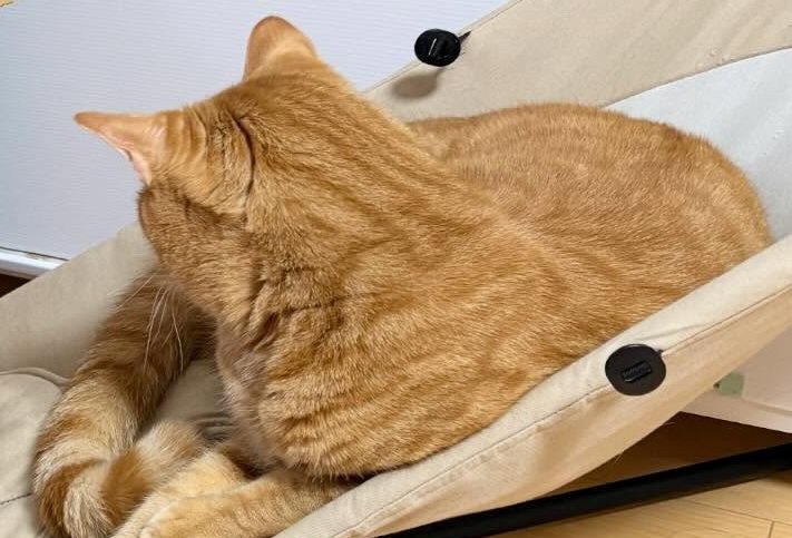 バウンサーに座る猫