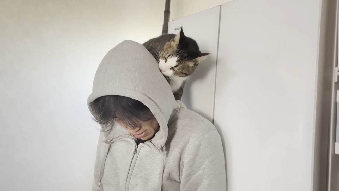 パパの肩の上で頭を舐めるキジ白猫