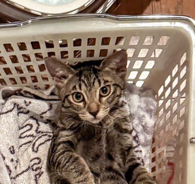 カゴの中から飼い主の顔を見つめるキジトラ猫