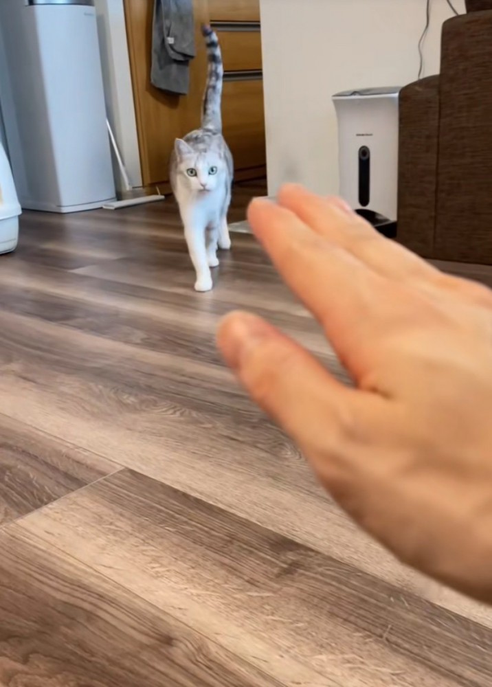 近づいてくる猫