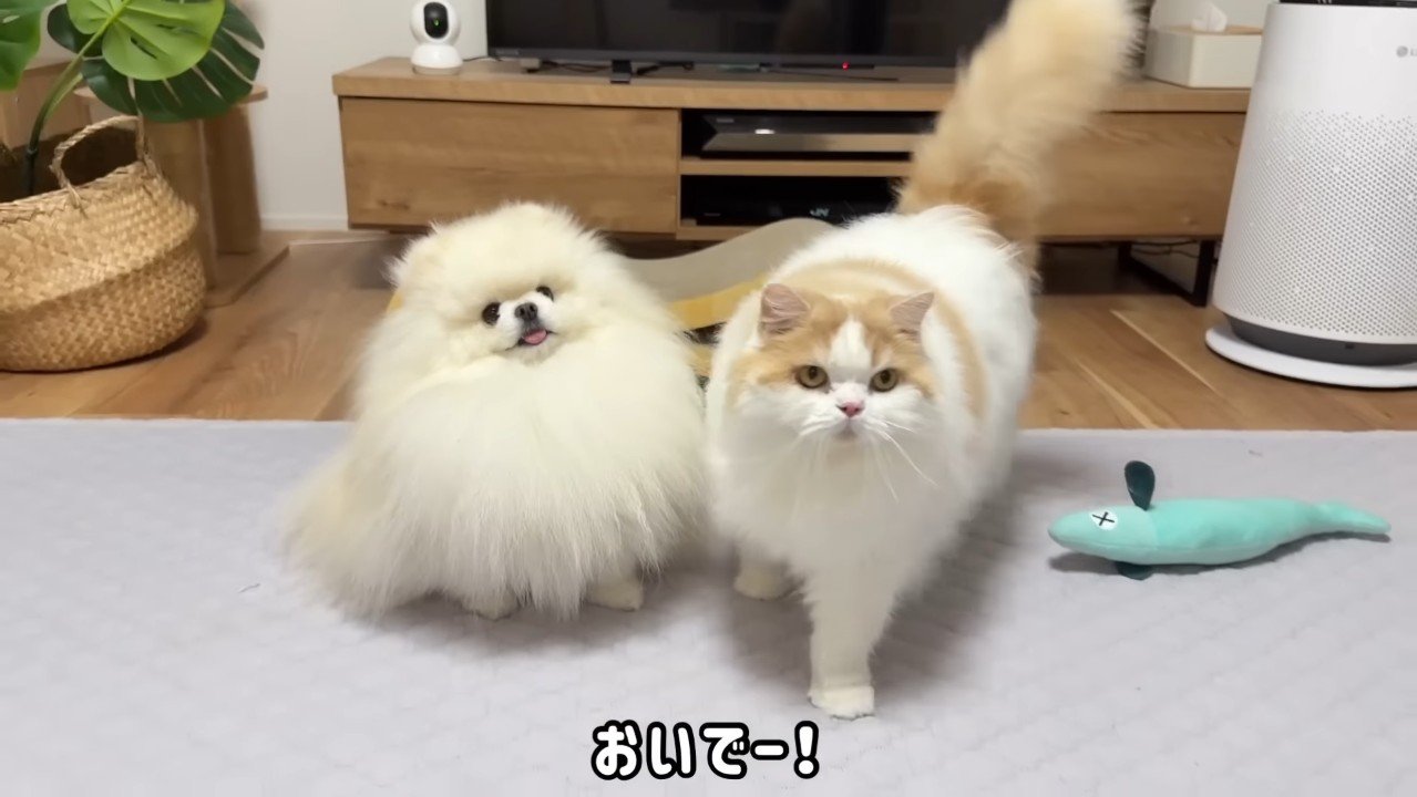 おいでー！