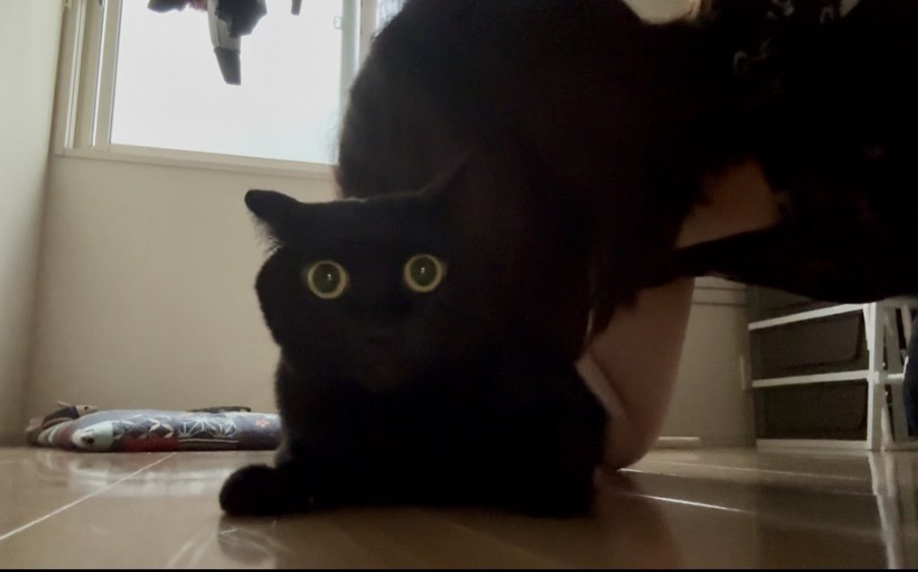 吸われている黒猫