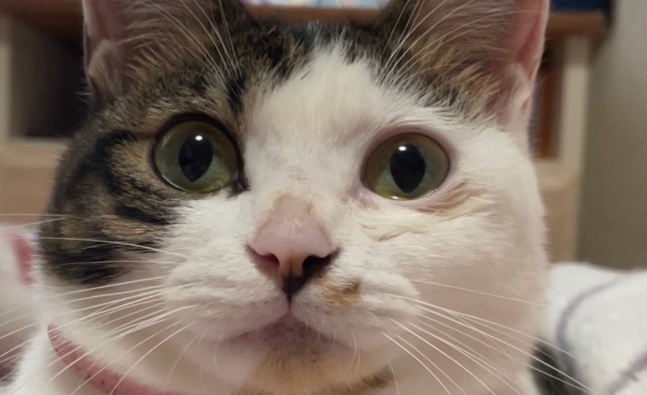まんまるな猫の瞳