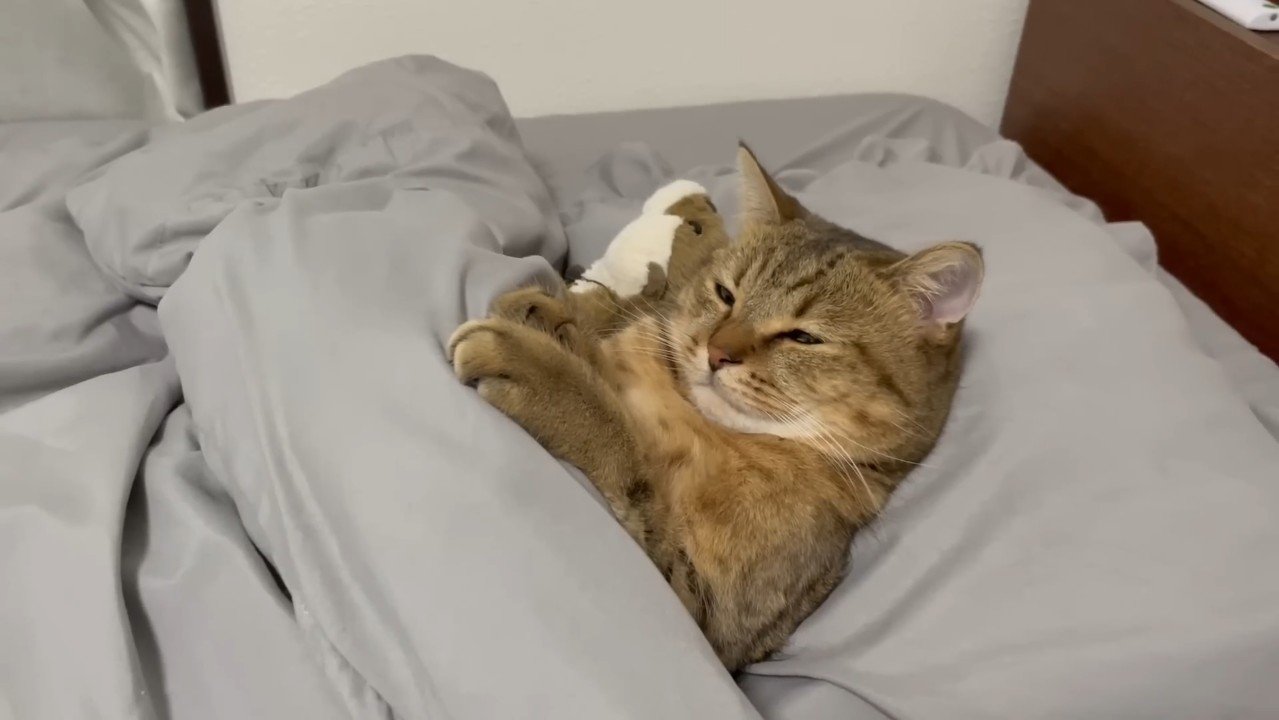 前足を添えた姿(目を細めた顔)