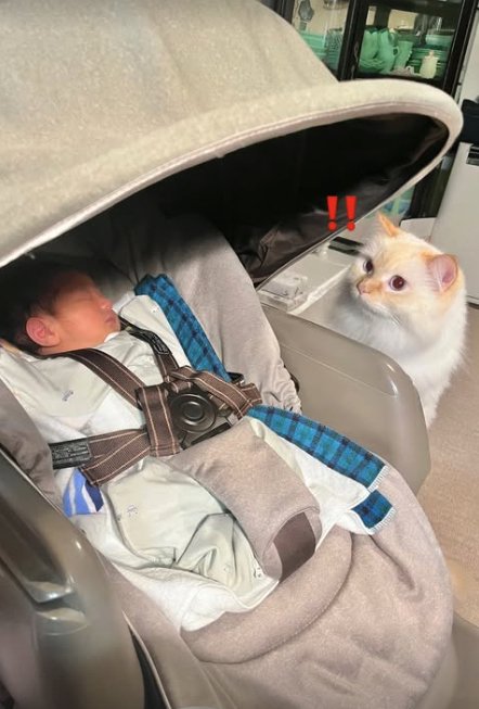 赤ちゃんを見つめる猫